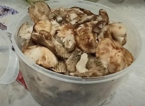 Как замариновать грибы рядовки. Грибы рядовки на зиму — лучшие рецепты соления, маринования, икры