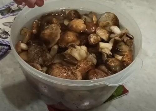 Как замариновать грибы рядовки. Грибы рядовки на зиму — лучшие рецепты соления, маринования, икры