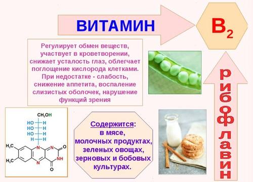 Рядовка фиолетовая. Как готовить грибы на зиму, описание, рецепты, правила безопасности, съедобная или нет