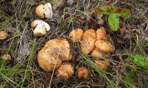 Як приготувати гриби рядовки. Как закрыть рядовки на зиму. Рецепты приготовления подтопольников на зиму