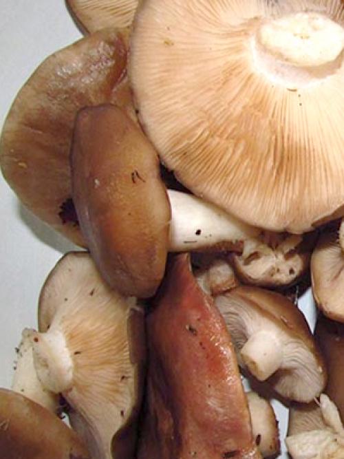 Как готовить рядовку коричневую. Как готовить грибы бело-коричневые рядовки