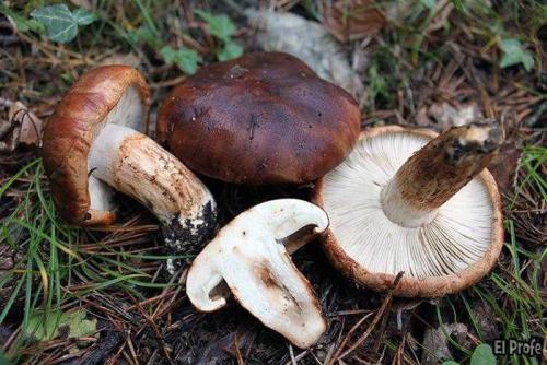 Как и сколько времени варить рядовки. Сколько варить рядовки: правила термической обработки 09