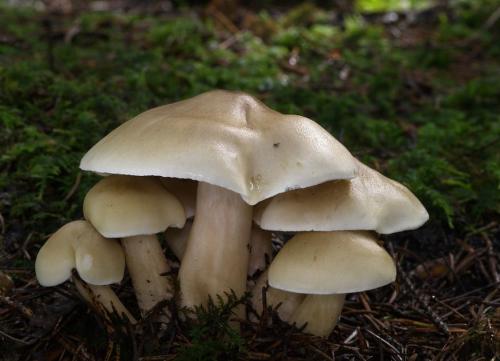 Рядовка серая, как готовить. Рядовка серая (серушка) – фото, описание, как готовить