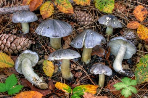 Рядовка серая, как готовить. Рядовка серая (серушка) – фото, описание, как готовить