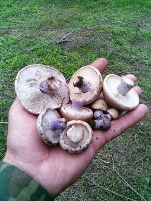 Как солить синеножки. Синеножки: важная информация