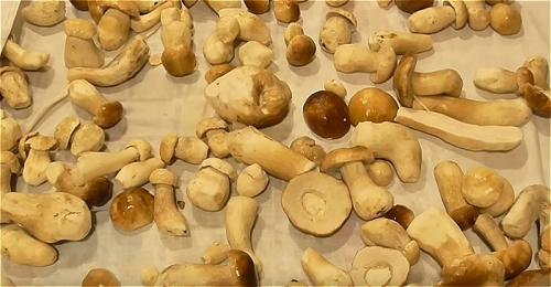 Как заморозить грибы синеножки. Как правильно заморозить грибы на зиму в домашних условиях? Заморозка грибов сырыми или вареными