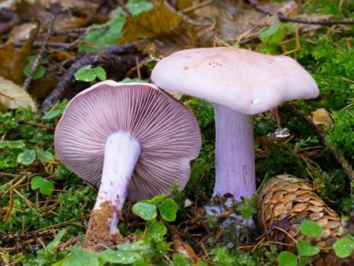 Грибы синеножки съедобные. Полезные свойства