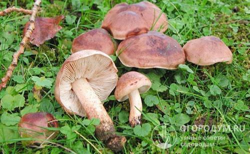 Как приготовить грибы рядовки на зиму. Как мариновать грибы рядовки: простые рецепты