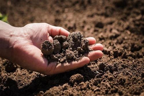 Предшественники томатов и перца. Особенности севооборота