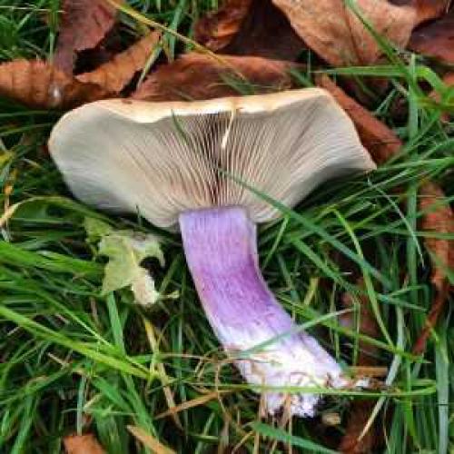 Как готовят рядовку фиолетовую. Рядовка фиолетовая: фото и описание, как солить, мариновать и жарить, лечебные свойства 04