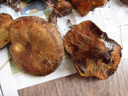 Как готовят рядовку фиолетовую. Рядовка фиолетовая: фото и описание, как солить, мариновать и жарить, лечебные свойства 13