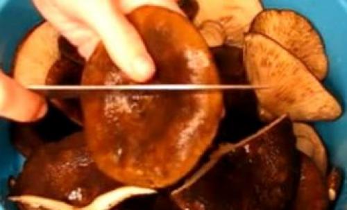 Как готовят рядовку фиолетовую. Рядовка фиолетовая: фото и описание, как солить, мариновать и жарить, лечебные свойства 14