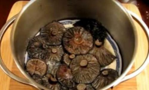 Как готовят рядовку фиолетовую. Рядовка фиолетовая: фото и описание, как солить, мариновать и жарить, лечебные свойства 16