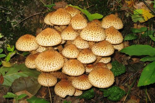 Как готовят рядовку фиолетовую. Рядовка фиолетовая: фото и описание, как солить, мариновать и жарить, лечебные свойства 06