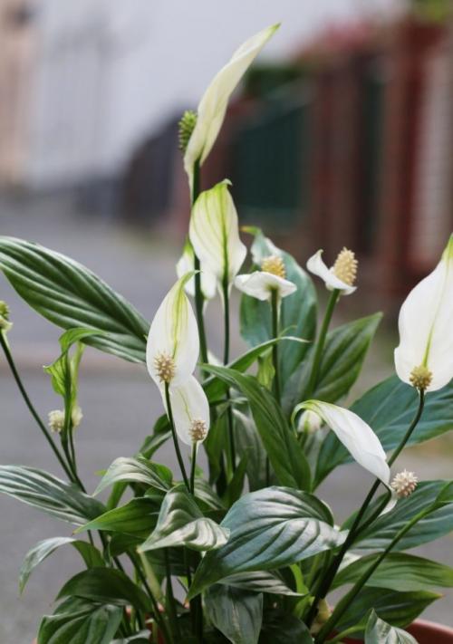 Поливают ли нашатырным спиртом комнатные цветы. Применение нашатырного спирта для подкормки и полива комнатных цветов на литр воды: опрыскивание растений от вредителей и болезней 01 Поливают ли нашатырным спиртом комнатные цветы. Применение нашатырного спирта для подкормки и полива комнатных цветов на литр воды: опрыскивание растений от вредителей и болезней 01