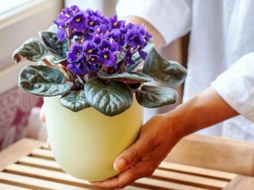 Нашатырный спирт для спатифиллума. Когда подкармливать и какой режим