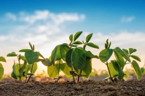 Какие сидераты можно сеять вместе. Сидераты –, что это, какие лучше сеять и когда как использовать