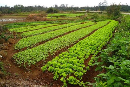 Какие сидераты можно сеять вместе. Сидераты –, что это, какие лучше сеять и когда как использовать