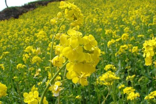 Какие сидераты можно сеять вместе. Сидераты –, что это, какие лучше сеять и когда как использовать