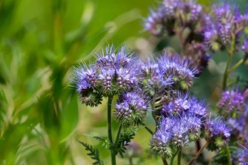 Какие сидераты можно сеять вместе. Сидераты –, что это, какие лучше сеять и когда как использовать