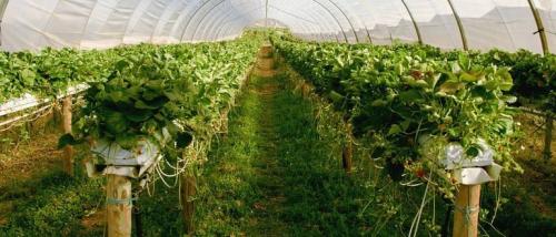 Удобрение смесевое комплексное для клубники. Удобрения для клубники, как использовать весной и летом для подкормки