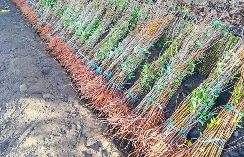 Хранение саженцев в прикопе. Хранение саженцев зимой в прикопе: правила сооружения укрытия