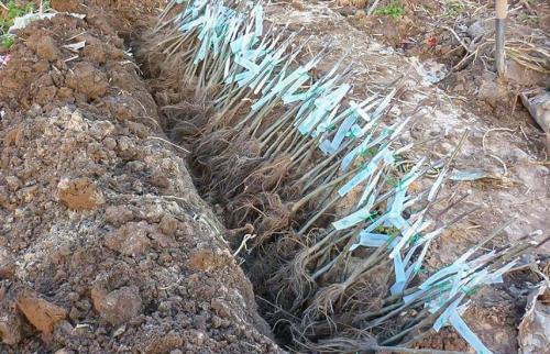 Как прикопать саженцы с закрытой корневой системой. Как сохранить саженцы в прикопе до весны