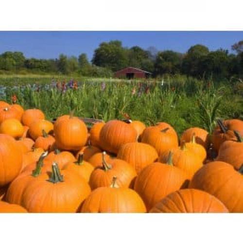 Когда убирать тыкву с грядки в подмосковье. Как собрать урожай своевременно: когда убирать тыкву с грядки в средней полосе