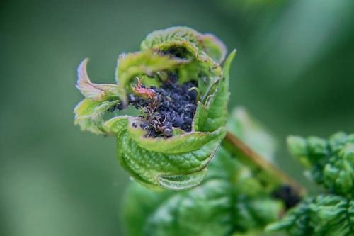 Нашатырный спирт от тли, как развести средство