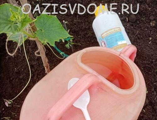 Нашатырный спирт для огурцов. Как развести Нашатырный спирт и подкормить им огурцы