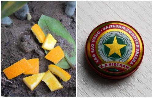 Нашатырный спирт от мошек в цветах. Народные способы избавления от насекомых