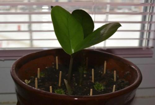 Нашатырный спирт от мошек в цветах. Народные способы избавления от насекомых