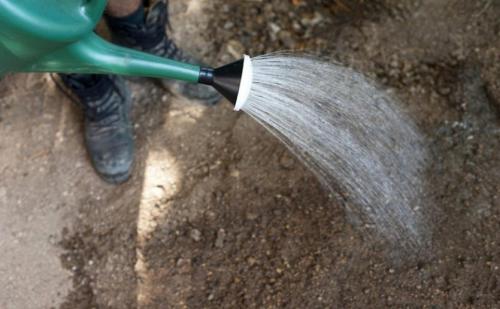 Нашатырный спирт для плодовых деревьев. Нашатырный спирт в саду. Вся правда