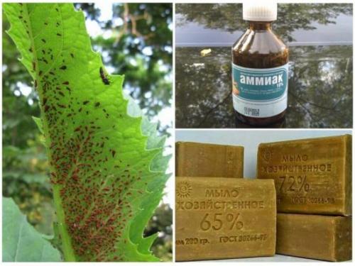 Вреден ли нашатырный спирт для растений. Почему нашатырный спирт бесполезен, как удобрение для растений