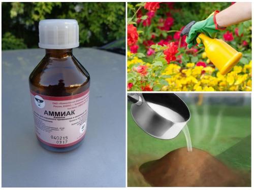 Нашатырный спирт от муравьев. Рецепты применения нашатырного спирта