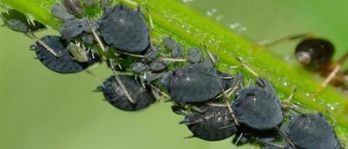 Нашатырный спирт от тли, как развести средство