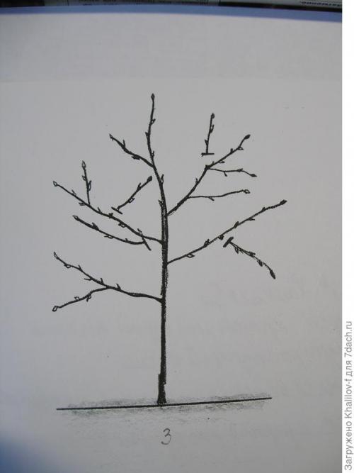 Могут ли неправильные условия посадки яблони повлиять на плодородие. Яблони не растут и не плодоносят из-за неправильной посадки. Что можно сделать?