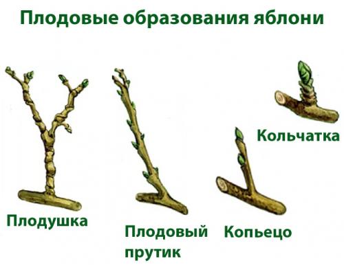 Как часто нужно обрезать яблони, чтобы она давала плоды. Основные принципы формирования кроны