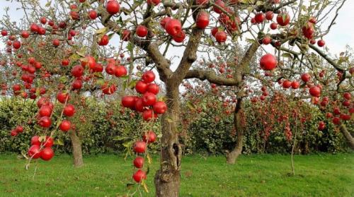 Как регулировать плодоношение яблони после посадки. Все о плодоношении яблонь