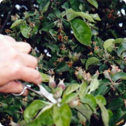 Как правильно посадить яблоня, чтобы обеспечить ее плодоношение. ВЫРАСТИТЬ ЯБЛОНЮ МОЖНО ТОЛЬКО ЗНАЯ ЕЕ ОСОБЕННОСТИ