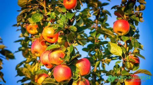 Почему яблоня не дает плодов 04 Почему яблоня не дает плодов 04