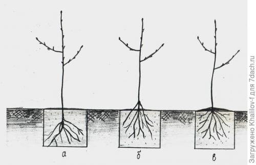 Могут ли неправильные условия посадки яблони повлиять на плодородие. Яблони не растут и не плодоносят из-за неправильной посадки. Что можно сделать?