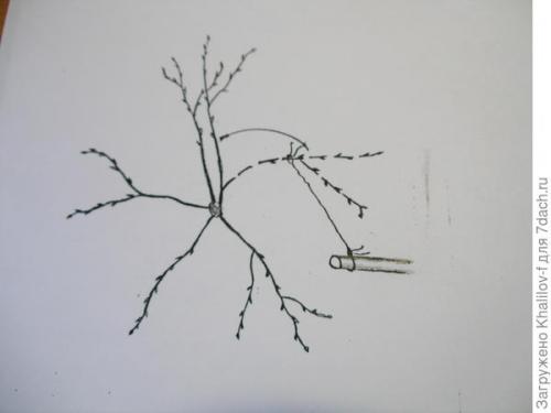 Могут ли неправильные условия посадки яблони повлиять на плодородие. Яблони не растут и не плодоносят из-за неправильной посадки. Что можно сделать?