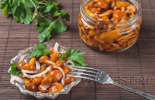 Как мариновать грибы на зиму опята. Опята маринованные на зиму — 5 простых рецептов приготовления в домашних условиях