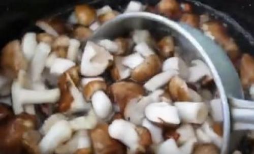 Как мариновать грибы рядовки на зиму в банках. Маринованные рядовки на зиму 26