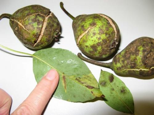 Чем обработать яблони и груши от парши. Парша: как определить болезнь на яблоне и груше