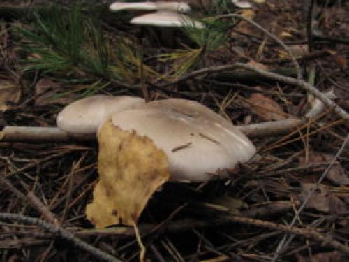 Как мариновать грибы рядовки на зиму в банках. Маринованные рядовки на зиму 16