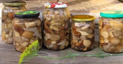 Как мариновать грибы рядовки на зиму в банках. Маринованные рядовки на зиму 32