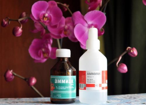 Аммиак для комнатных цветов. Применение раствора аммиака для обработки комнатных цветов 07 Аммиак для комнатных цветов. Применение раствора аммиака для обработки комнатных цветов 07