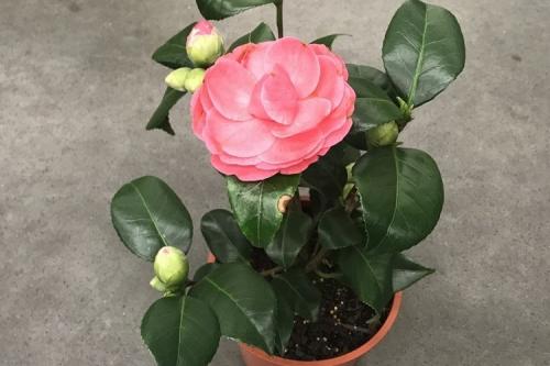 Нашатырный спирт от мошек в цветах.